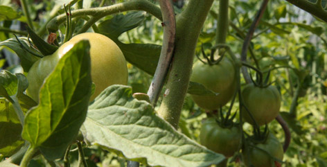 Tomates Mai 2009, juin 2009 ((/public/tomates-05-2009.jpg|Tomates Mai 2009||Tomates Mai 2009, juin 2009))